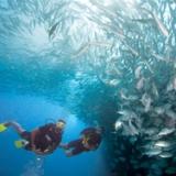 MAL07_3249_2DvrsFishSchl-Snrkl-Flat3
